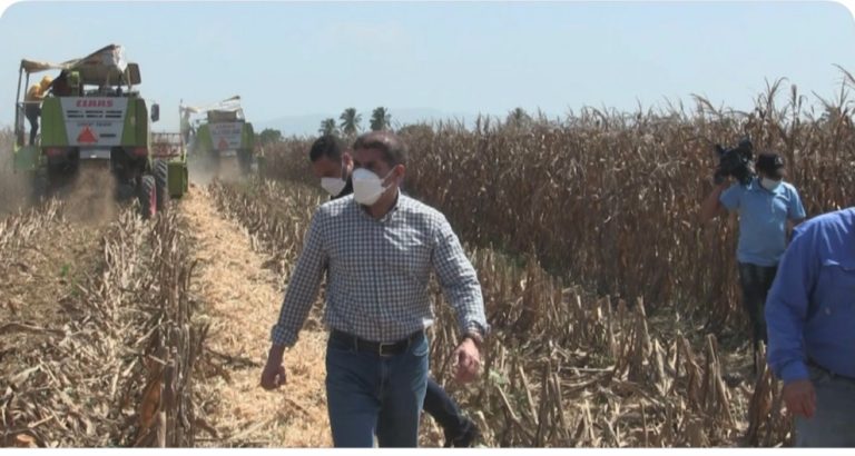 Limber Cruz asegura con tecnología Ministerio de Agricultura revoluciona cultivo de maíz